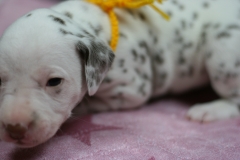 IMG_3747