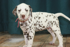 IMG_2581